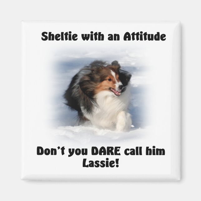 Imán Sheltie Attitude Magnet (Frente)