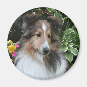 Imán Sheltie Love Magnet