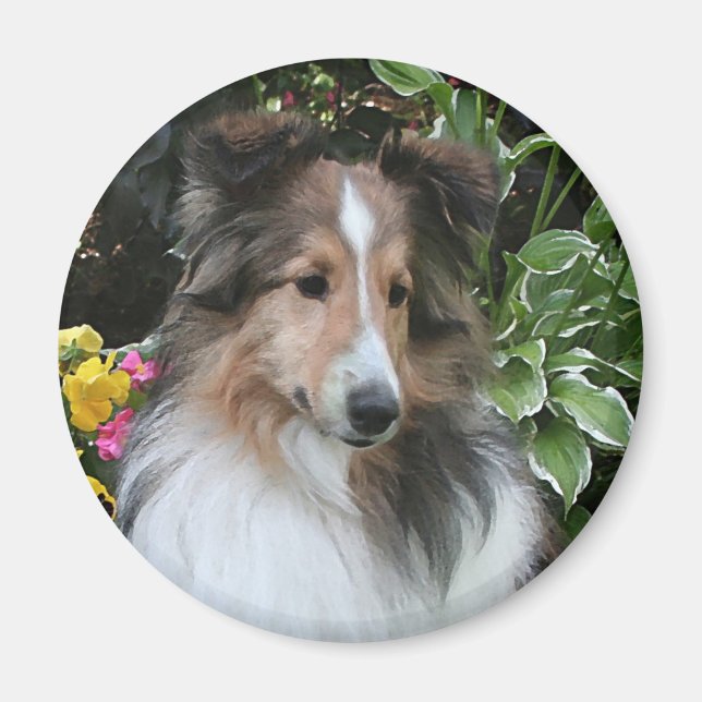 Imán Sheltie Love Magnet (Frente)