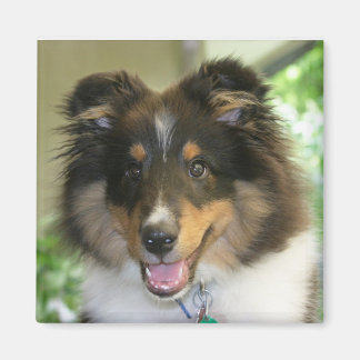Imán Sheltie Square Magnet
