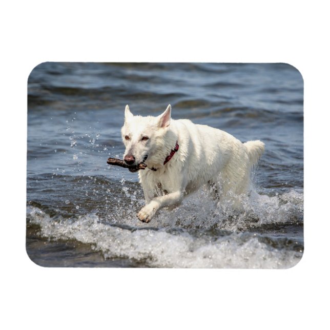 Imán Shepard alemán blanco en el lago George (Horizontal)
