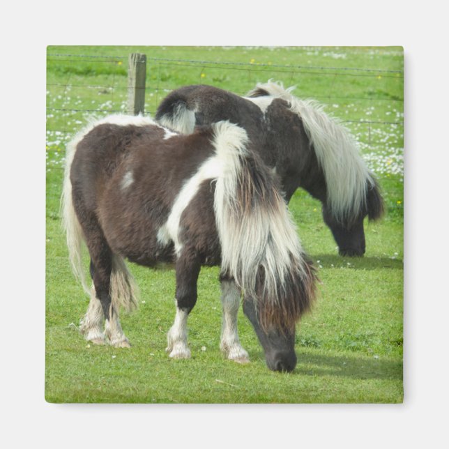 Imán Shetland Paint Ponies de raza pura (Frente)