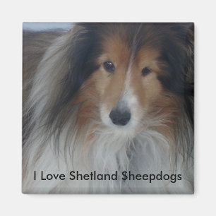 Imán Shetland Sheepdog Magnet