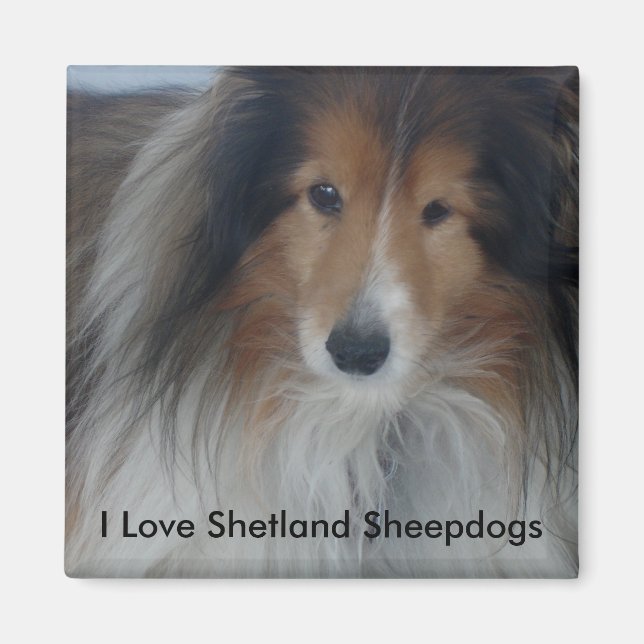 Imán Shetland Sheepdog Magnet (Frente)