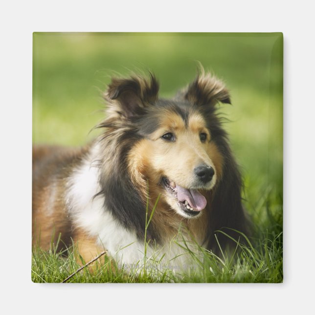 Imán Shetland Sheepdog sentado en la hierba (Frente)