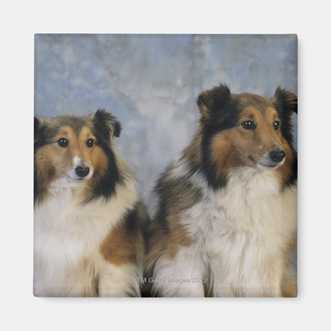 Imán Shetland Sheepdogs (Frente)