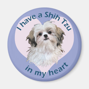 Imán Shi Tzu en mi corazón