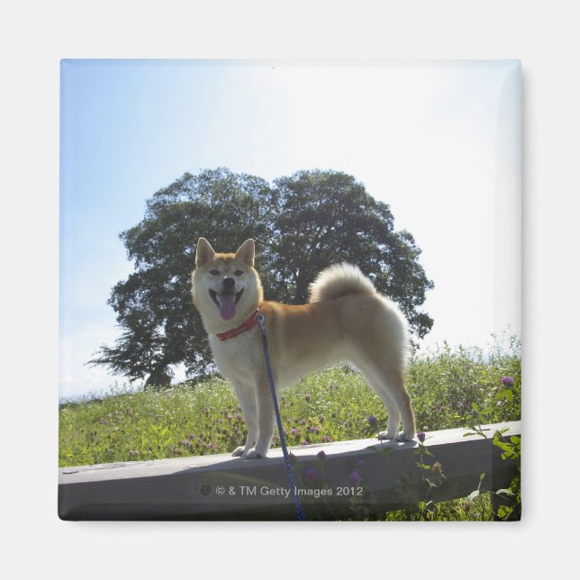 Imán Shiba Inu (Frente)