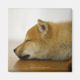 Imán Shiba-ken durmiente 3