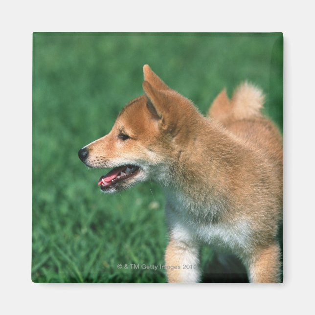 Imán Shiba media japonesa (Frente)