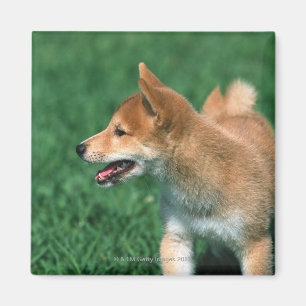 Imán Shiba muy pequeño japonés