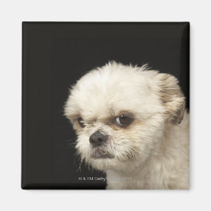 Imán Shih blanco enojado Tzu con los ojos marrones