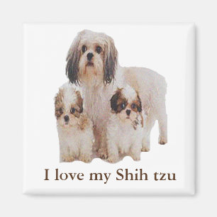 Imán Shih-tsu