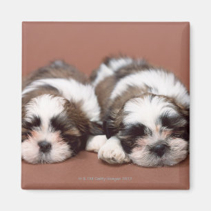 Imán Shih Tzu