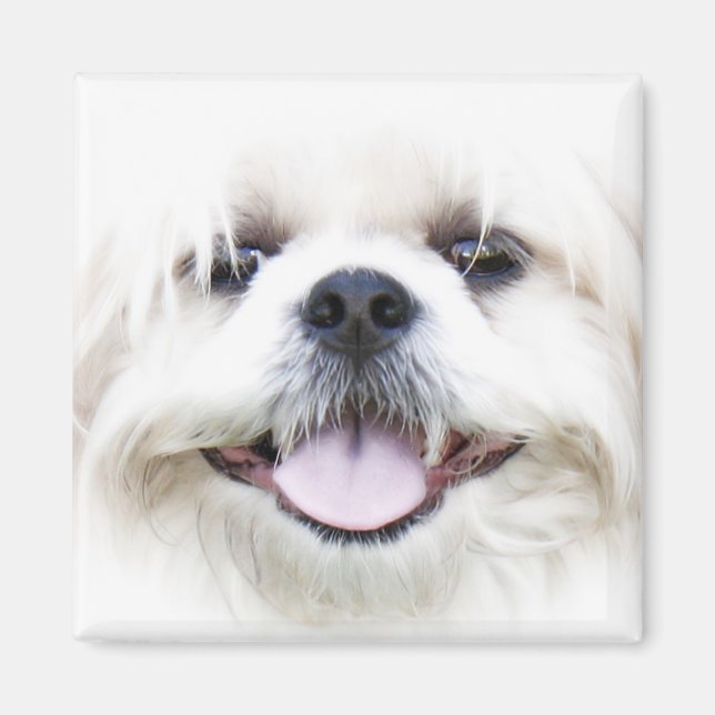Imán shih tzu (Frente)