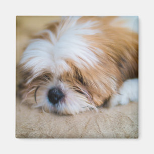 Imán Shih Tzu