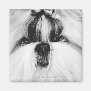 Imán Shih Tzu