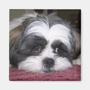 Imán Shih Tzu Dog