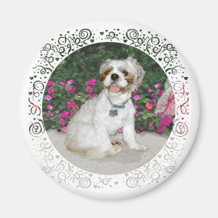 Imán Shih Tzu en un jardín