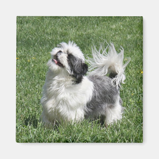 Imán shih tzu jugando