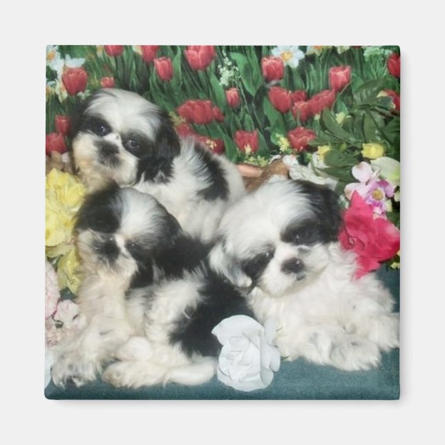 Imán Shih Tzu Magnet (Frente)