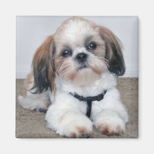 Imán Shih Tzu Magnet (Frente)