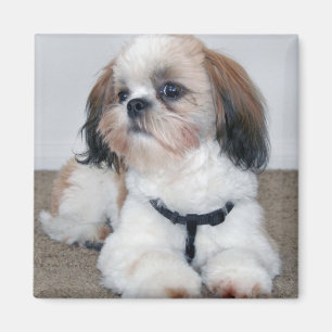 Imán Shih Tzu Magnet