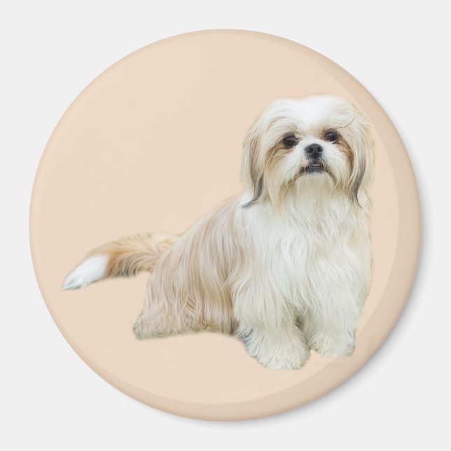 Imán Shih Tzu Magnet (Frente)
