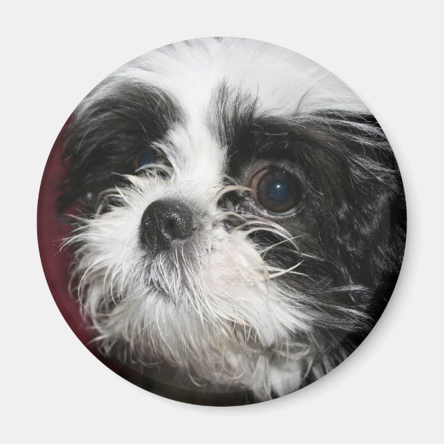 Imán Shih Tzu Magnet (Frente)