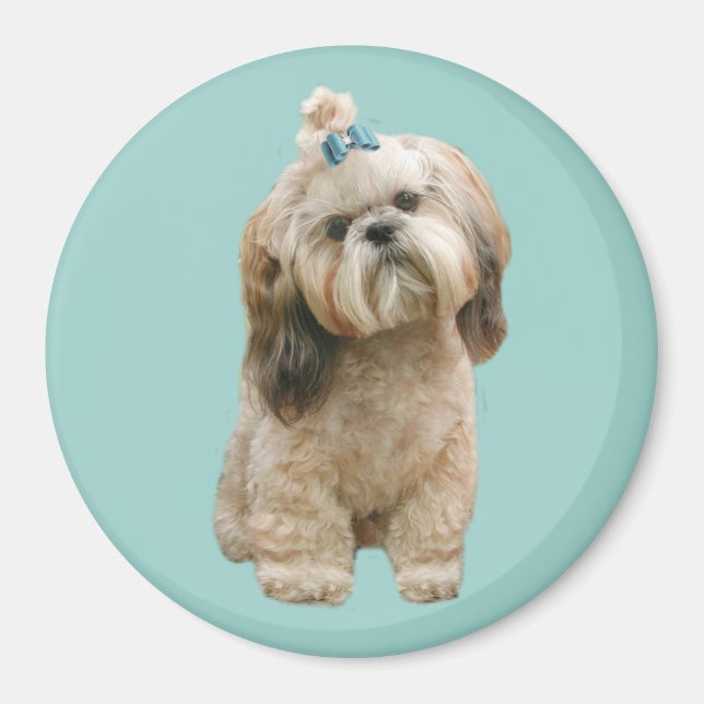 Imán Shih Tzu Magnet (Frente)