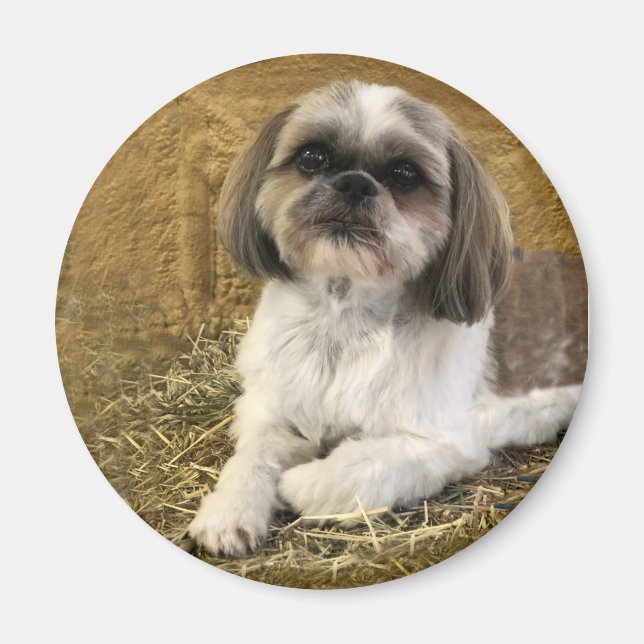 Imán Shih Tzu Magnet 2 (Frente)
