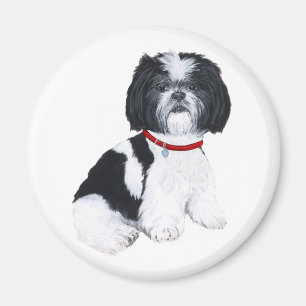 Imán Shih Tzu Negro y Blanco