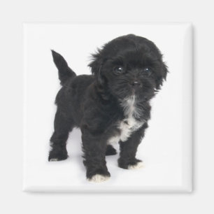 Imán Shih Tzu Perro Cachorro Negro Y Chihtzu Blanco