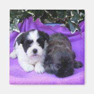 Imán Shih Tzu Puppies Magnet