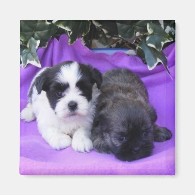 Imán Shih Tzu Puppies Magnet (Frente)