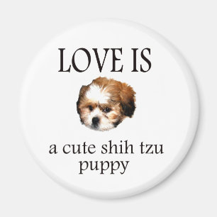 Imán Shih Tzu Puppy