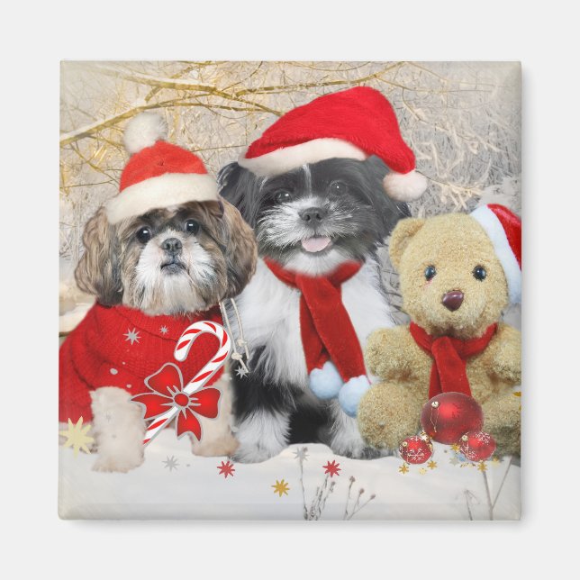 Imán Shih Tzu y Teddy Bear Tarjeta de Navidad (Frente)
