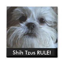 Shih Tzus RULE Refrigerator Magnet