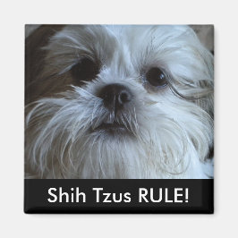 Imán Shih Tzus RULE Refrigerator Magnet