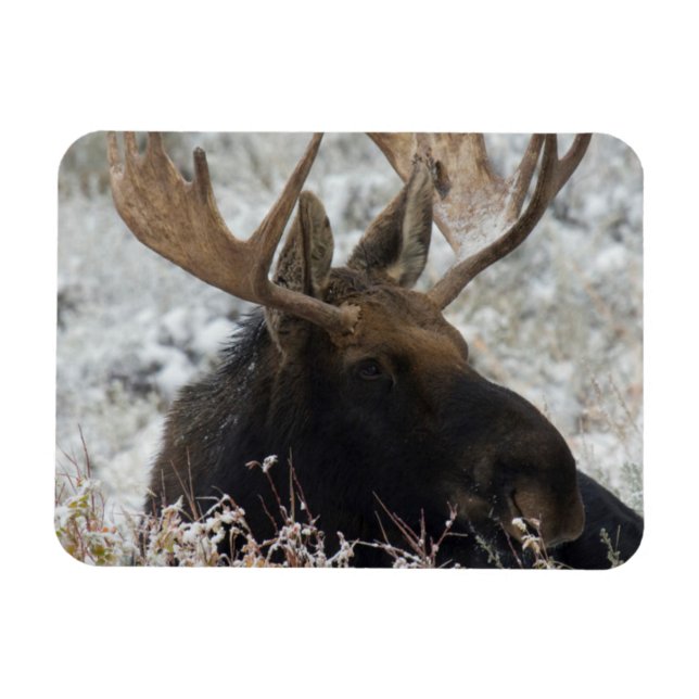 Imán Shiras Bull Moose (Horizontal)
