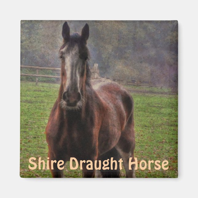 Imán Shire Draft Horse, Hampshire, Inglaterra (Frente)