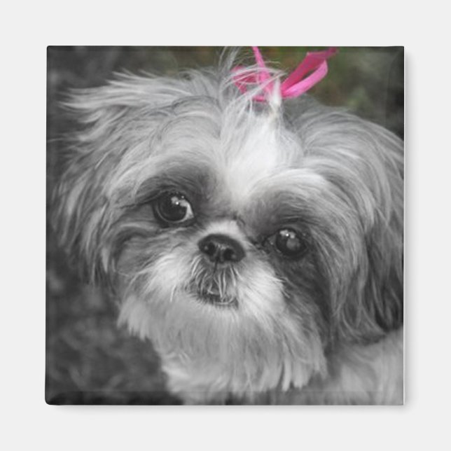 Imán Shitzu Dog Square Magnet (Frente)
