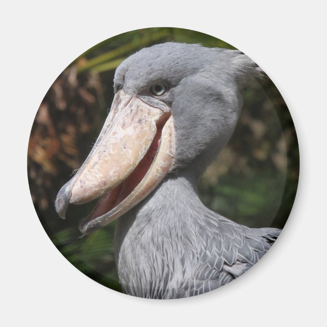 Imán Shoebill (Frente)