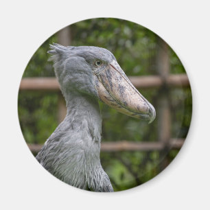 Imán Shoebill (Balaeniceps rex)
