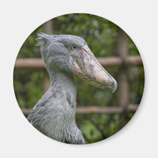 Imán Shoebill (Balaeniceps rex)