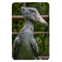Imán Shoebill (Balaeniceps rex)