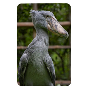 Imán Shoebill (Balaeniceps rex)