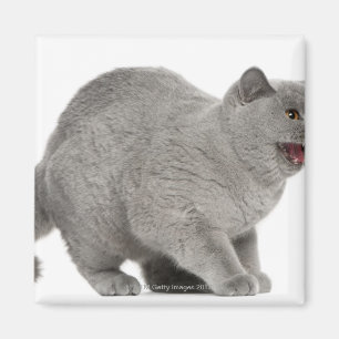 Imán Shorthair británico asustado que silba (8 meses)