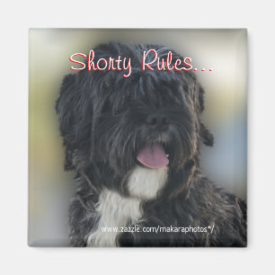 Imán Shorty Lasa Apso-Shih Tzu Imán-personaliza