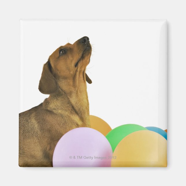 Imán Shot de estudio (Frente)